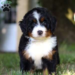 Captain, Mini Bernedoodle Puppy